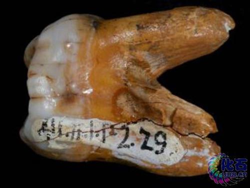 更常見(jiàn)的罕見(jiàn)牙齒特征可能起源于我們古老的親屬Denisovans的嘗試