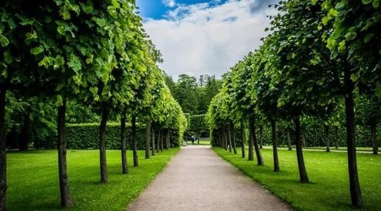 種植樹(shù)木以捕獲碳是解決導致全球變暖的二氧化碳水平上升的最有效方法之一