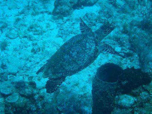 Turquoise Plato看到在重新命名宣布后活動(dòng)飆升