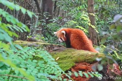 Sylvia Earle是一位有成就的科學(xué)家創(chuàng  )紀錄的深海潛水員和環(huán)?；顒?dòng)家