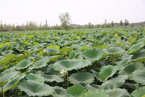 蓮藕面積擴大到1000多畝并帶領(lǐng)30多名群眾創(chuàng  )業(yè)致富