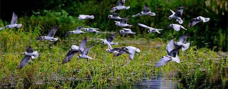 5200萬(wàn)年前的鳥(niǎo)類(lèi)擁有棲息進(jìn)化的線(xiàn)索