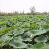 蓮藕面積擴大到1000多畝并帶領(lǐng)30多名群眾創(chuàng  )業(yè)致富
