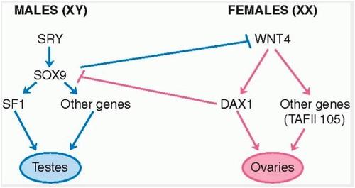 SRY如何影響SOX9一直是一個(gè)持久的謎團