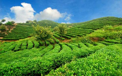 我們需要在我們的城市和我們的思想中恢復農業(yè)