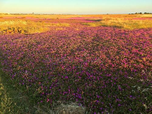 這些規則將適用于澳大利亞證券交易所和Chi-X澳大利亞