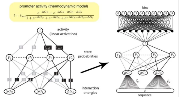 機器學(xué)習清楚地解釋了基因調控