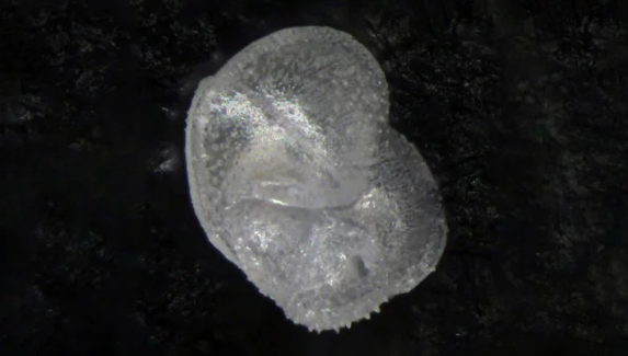 機器學(xué)習有助于馴服浮游生物物種數據