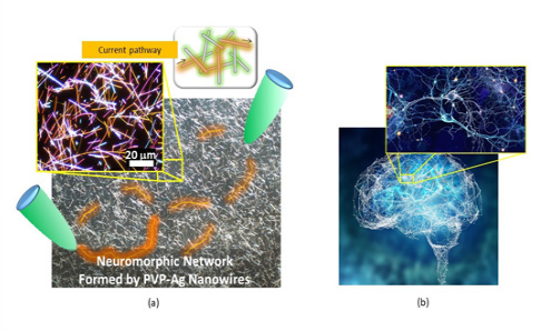 納米線(xiàn)網(wǎng)絡(luò )可以推動(dòng)人工智能的設計