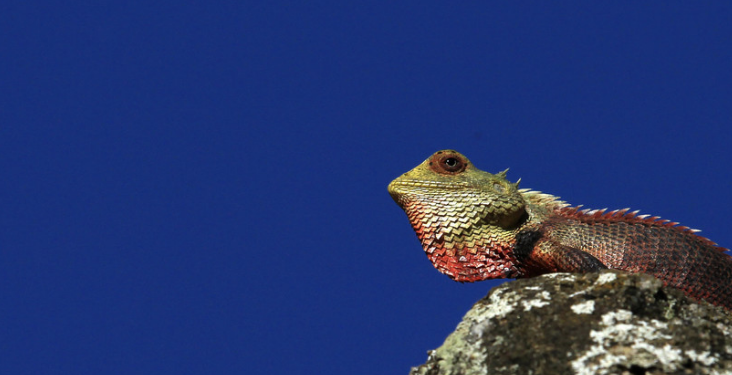 變色龍的快速舌頭啟發(fā)了速度更快的機器人