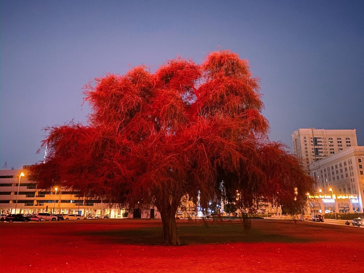 孟買(mǎi)男子在蘋(píng)果iPhone夜間模式照片挑戰賽的獲勝者中