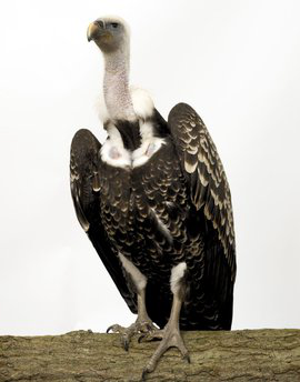 支付寶螞蟻莊園小雞每日問(wèn)答 禿鷲頭為什么是禿的