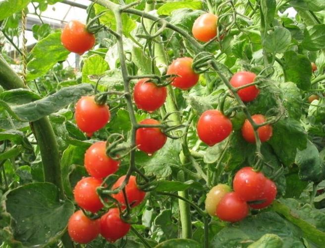 支付寶螞蟻莊園小課堂每日一題答案，沒(méi)成熟的青西紅柿能吃嗎