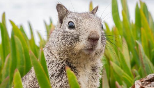 先進(jìn)的神經(jīng)網(wǎng)絡(luò )模擬理性思維過(guò)程