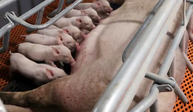 隨著(zhù)智能手機銷(xiāo)量的下降，華為轉向養豬業(yè)