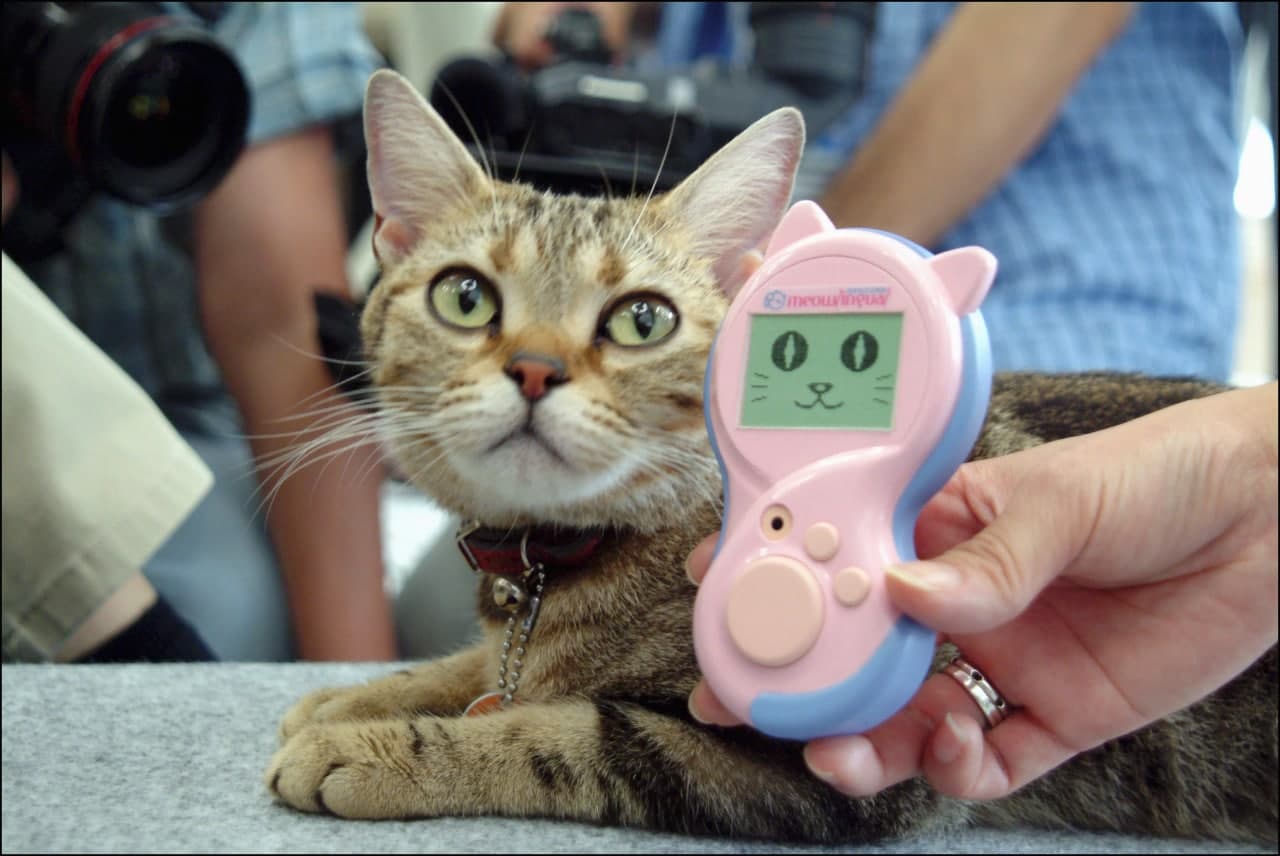 人工智能要多久才能“理解”動(dòng)物？